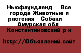 Ньюфаундленд  - Все города Животные и растения » Собаки   . Амурская обл.,Константиновский р-н